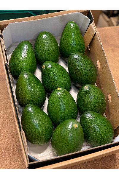 ALANYADAN TROPİKAL 1 Kg Avokado Taze Yerli Hasat