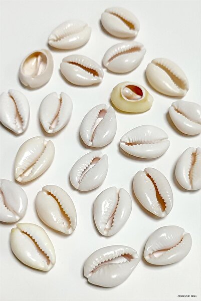 ZERO LAND Zngzrmll 10 Pieces Oyster Horse (61603) Large Cream