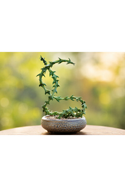 ATLANTE CACTUS Ceropegia Bosseri Green - “Yeşil Ejder”