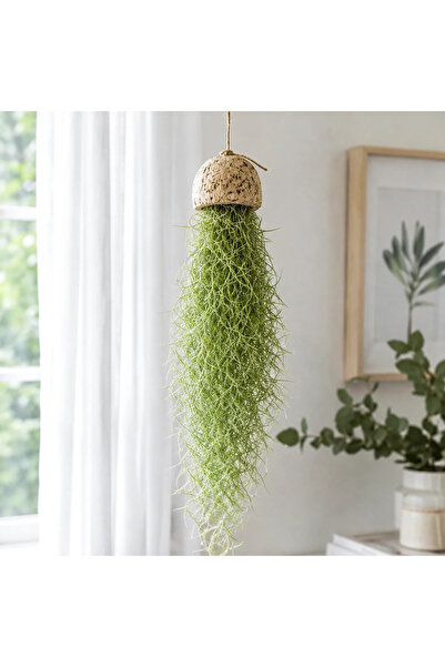 ATLANTE CACTUS Spanish Moss Green - Tillandsia Usneoides - Yeşil İspanyol Yos...