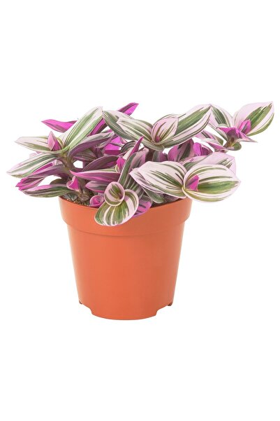 OEM Plantă naturală 12 cm Tradesceantia lila TRADESCANTIA Plante de birou