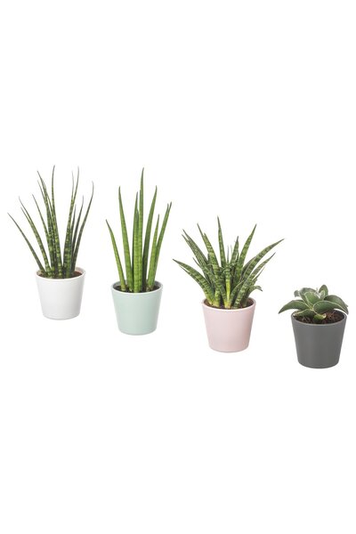 OEM Plantă naturală în ghiveci 6 cm SANSEVIERIA CYLINDRICA culori asortate SA...
