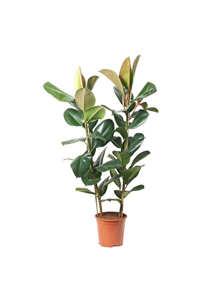 OEM Φυσικό φυτό 27 εκ. Φίκος καουτσούκ FICUS ELASTICA ROBUSTA Φυτά δαπέδου