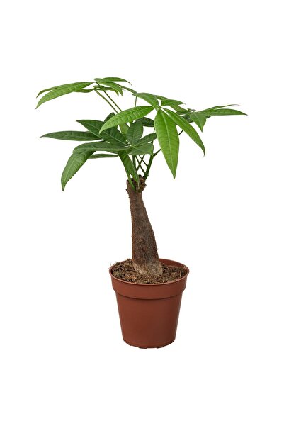 OEM Plantă naturală 9 cm Arborele norocos PACHIRA AQUATICA Plante de birou