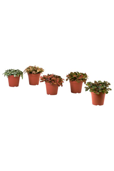 OEM Plantă naturală 12 cm Planta cu buline/asortate HYPOESTES Plante de birou