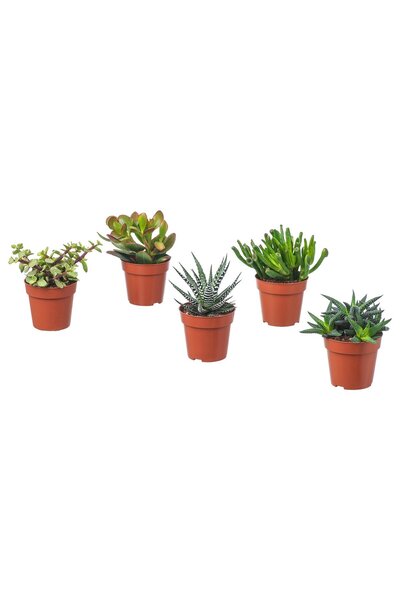 OEM Plantă naturală 9 cm asortate/Succulent SUCCULENT Plante de birou