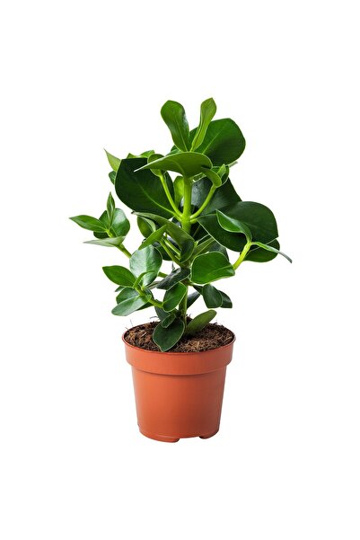OEM Plantă naturală 12 cm Clusia CLUSIA Plante de birou