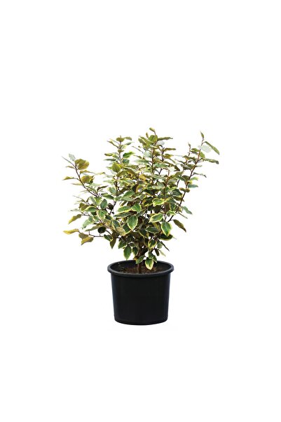 Elaeagnus Angustifolia/Çalı İğde