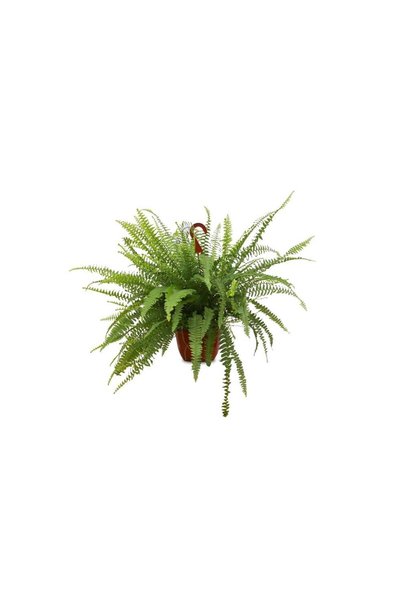 Nephrolepis exaltata-Aşk Merdiveni