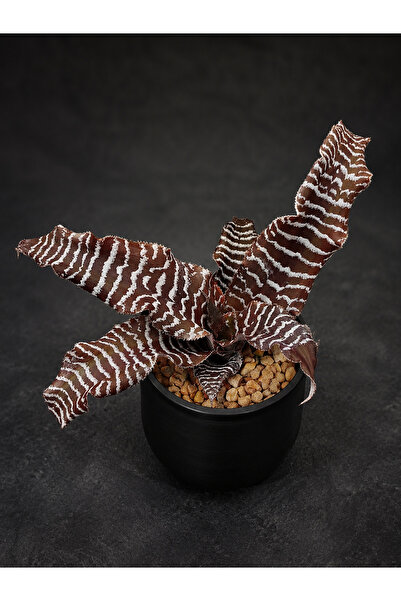 ATLANTE CACTUS Cryptanthus zonatus - Brezilya dan zebra desenli nadir tür