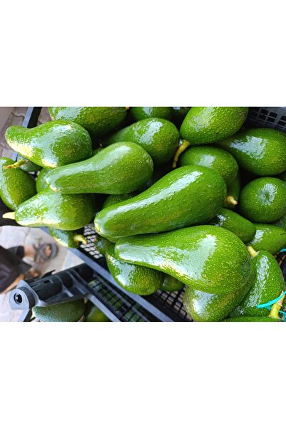 Mirayın bahçesinden Dalından avokado 1 kg Taze hasat