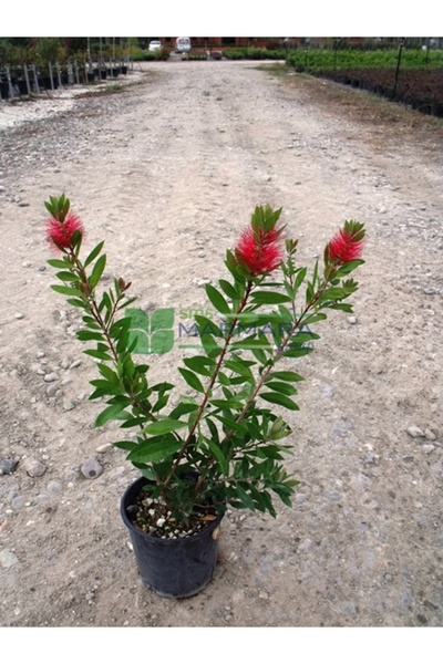 BİORGANİX Callistemon Fırça Çalısı Çiçeği Fidanı 30-60 cm