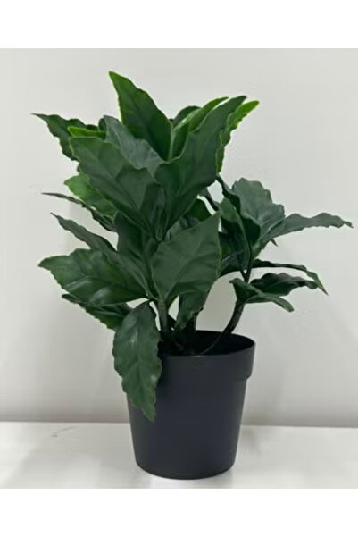 Generic Brand Zeenah's Office Plant, One Piece.