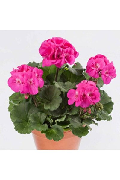 BİORGANİX Begonia Fidanı (Begonya Çiçeği) Fidanı Fuşya 10-20 cm