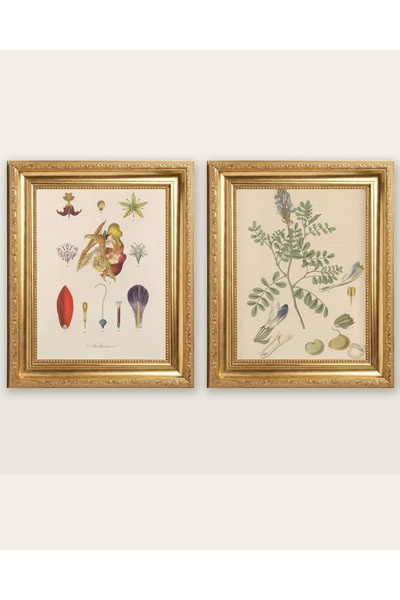 morsila Traite De Botanique Generale Botanik Cicek Poster Seti 2'li AL72794X7...