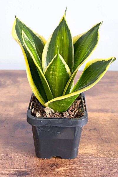OEM Sansevieria Variegata