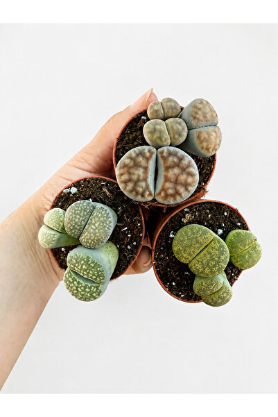 nazlı çiçekçilik Taş Kaktüsü – Lithops | Yaşayan Taş Kaktüs 1 Adet 5,5lik Sak...