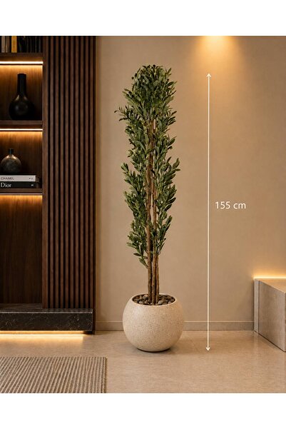 CENTRHOME 155 cm Tall Olive Tree with a Spruce Rootstock