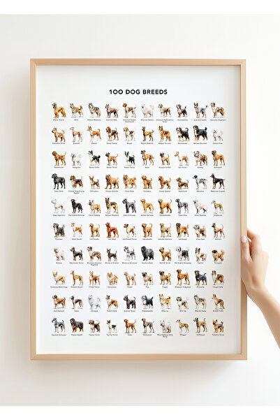 AHC Poster Club Rehber / Kedi / Köpek Koleksiyonu - Çerçevesiz Poster