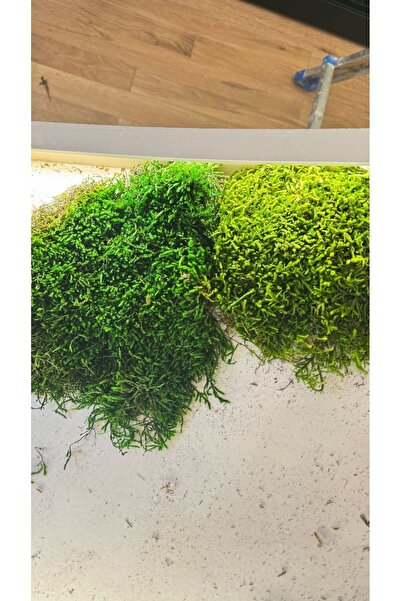 Kaya Yosunu Flat Moss 1 kg Yeşil
