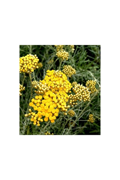PIERRE FRANCHOMME LAB Ulei esential Imortela de Italia (Helichrysum italicum)...