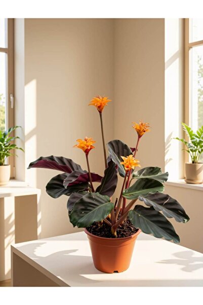 Genel Markalar Mine Garden Ankara: Calathea crocata 'Eternal Flame' / Turuncu...