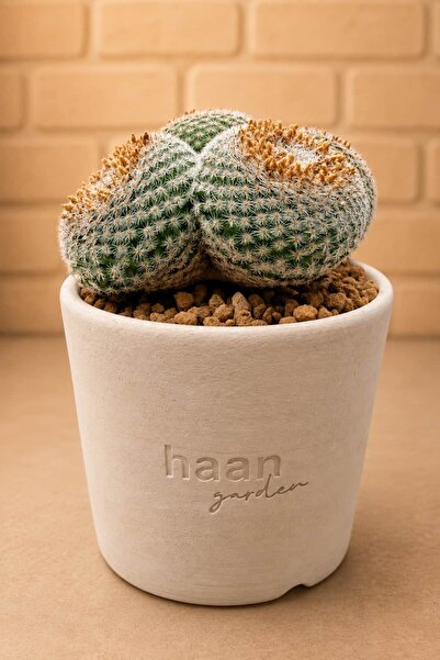 haan garden Mammillaria Perbella Cluster KAktüs