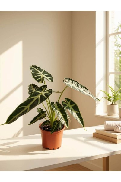 Mine Garden Ankara: Alocasia amazonica 'Polly' / Fil Kulağı