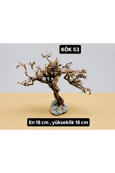 KÖK 53