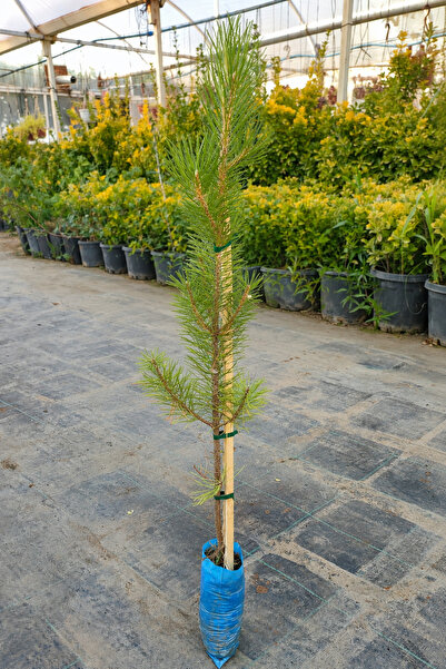 Vasada Karaçam Fidanı Pinus Nigra Tüplü 100-120 cm