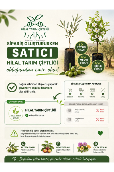 shop Gemlik Trilye 1,5 yaş zeytin fidanı (SATICI KISMINDA HİLAL TARIM YAZMASINA DİKKAT EDİNİZ)