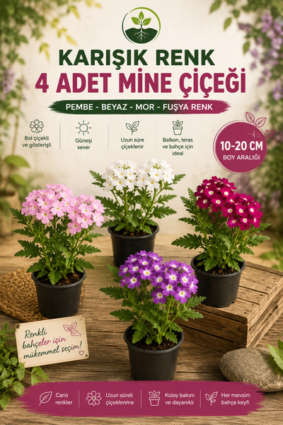 Bitkim Sende Karışık Renk 4 Adet Mine Çiçeği Pembe-Beyaz-Mor-Fuşya Renk 10-20cm