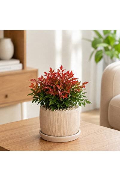 Lotus Botanik Nandina Firepower 20-25 cm | Saksıda Canlı Bitki | Cennet Bambu...