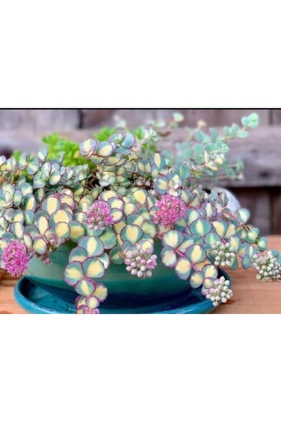 SukuLand Sedum Sieboldi Variegata koleksiyonluk özel tür sukulent 5,5cm saksıda