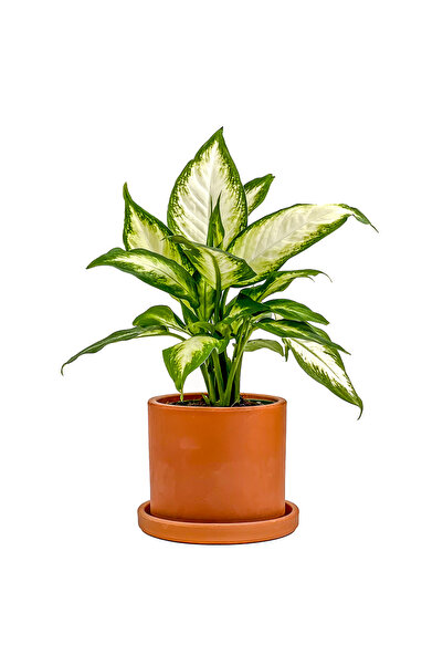 Difenbahya (Dieffenbachia Camilla) Ruby