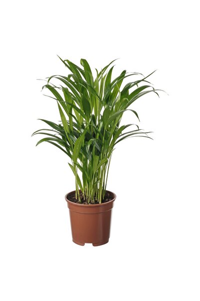OEM Plantă naturală 17 cm Palmier Areca DYPSIS LUTESCENS Plante de birou