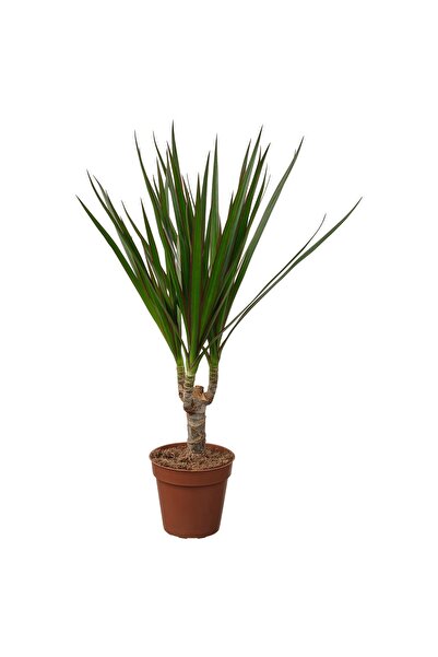OEM Plantă naturală 9 cm Copacul dragon DRACAENA MARGINATA Plante de birou