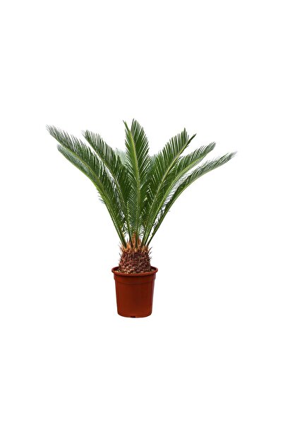 Cycas revoluta-Yalancı Sagu Palmiyesi