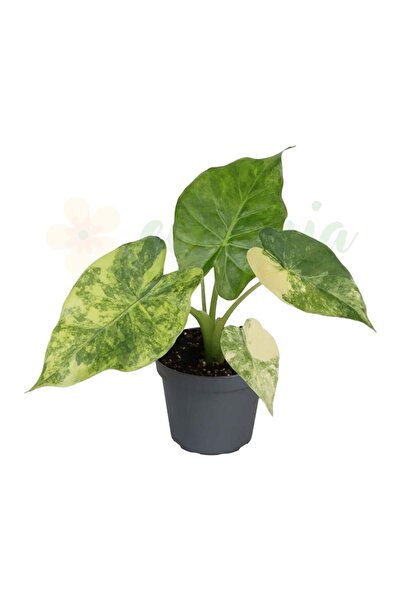 Eufloria Alocasia macrorrhizos 'Aurea Variegata' Ø6cm
