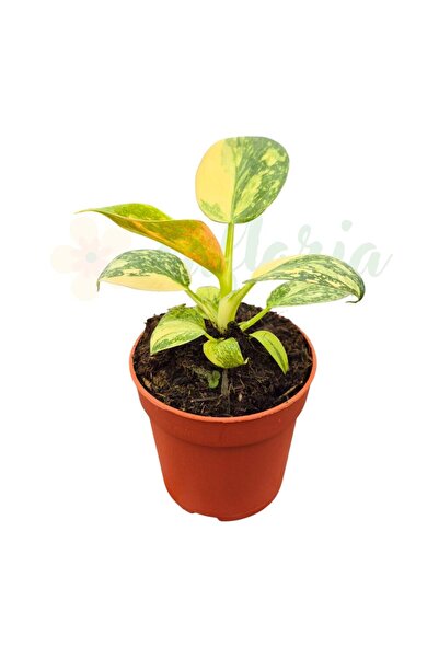 Eufloria Filodendron 'Green Congo' Ø7cm