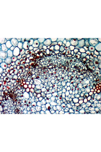 NO BRAND Cameră microscop DLT-Cam Basic 5 MP