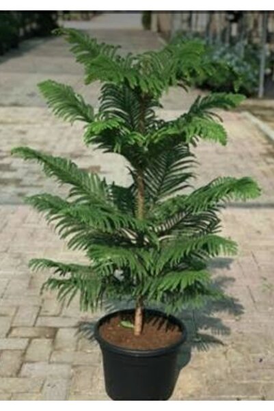 YAĞMUR FİDANCILIK Arakorya Çam Ağacı
