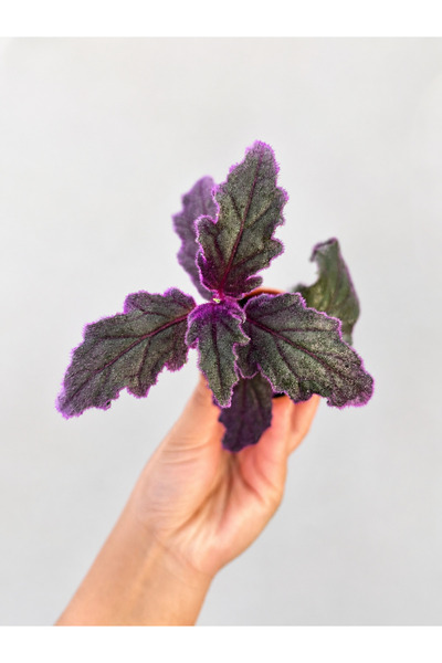 nazlı çiçekçilik Gynura Mor Kadife (Purple Velvet) Salon Bitkisi