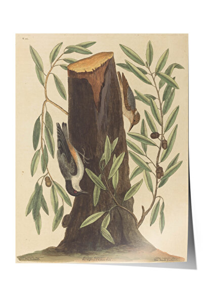 Zestia Poster Premium Vintage cu Păsări, Păsări în copac de stejar, Nr.: 20573