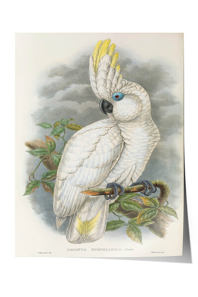 Zestia Poster Premium Vintage cu Pasăre, Ilustrație cu Papagal Kakadu Alb Ant...