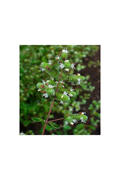 PIERRE FRANCHOMME LAB Βιολογικό Αιθέριο Έλαιο Μαργαρόμενα (Origanum) Κήπου - 5ml