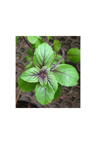 PIERRE FRANCHOMME LAB Ulei esential Busuioc exotic Bio - 10ml