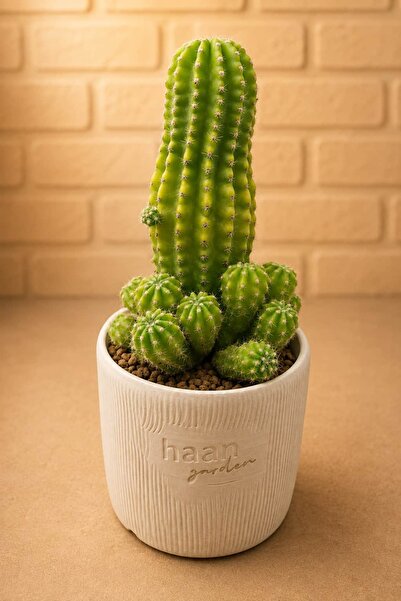 haan garden Echinopsis Lime Kaktüs