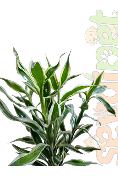Dracaena Sanderiana White Canlı Akvaryum ve Teraryum Bitkisi (Beyaz Şeritli Paludaryum ve Riparyum Canlı Bitki)