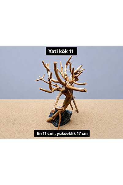 Yati kök 11